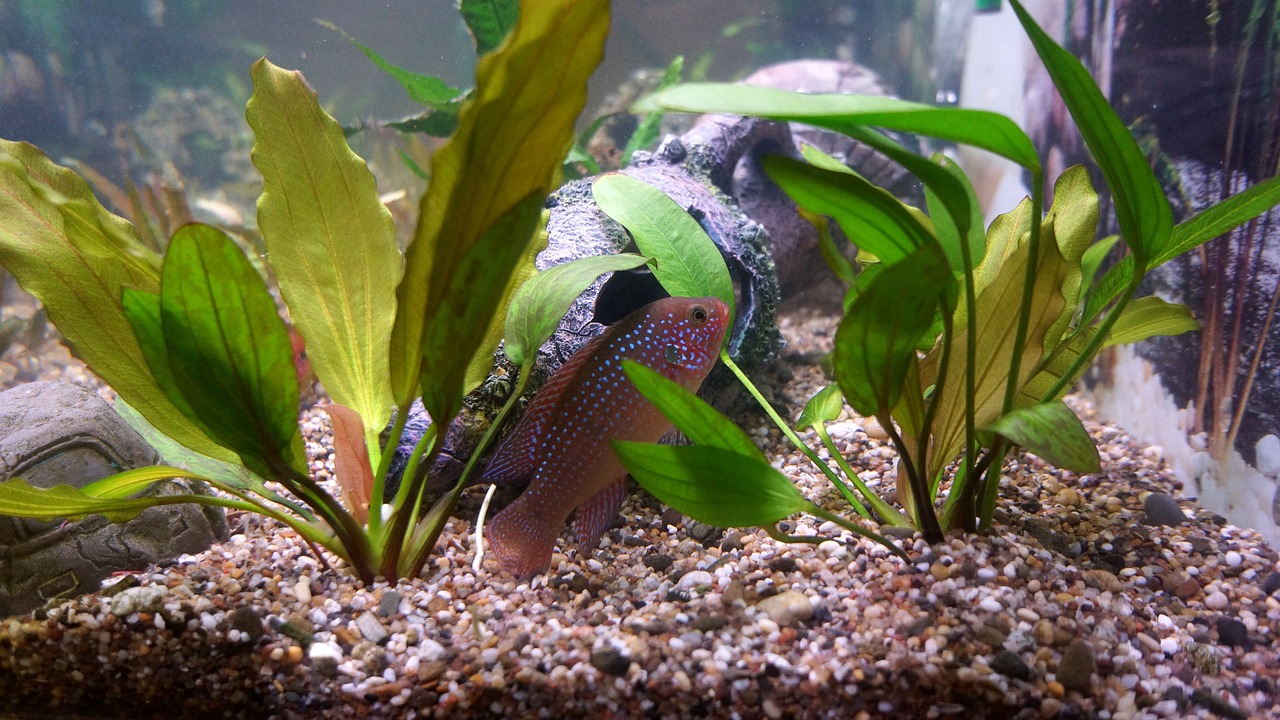 龙鱼比赛视频，观赏竞技之美，领略水族魅力风采