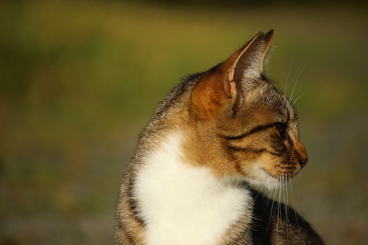 猫咪价格概览，市场趋势分析与选购指南