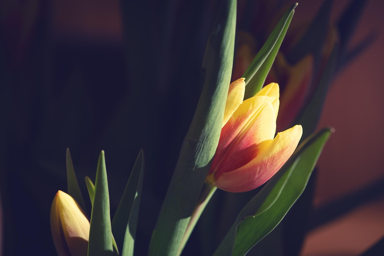 兰花花电视剧，荧屏之花的绽放