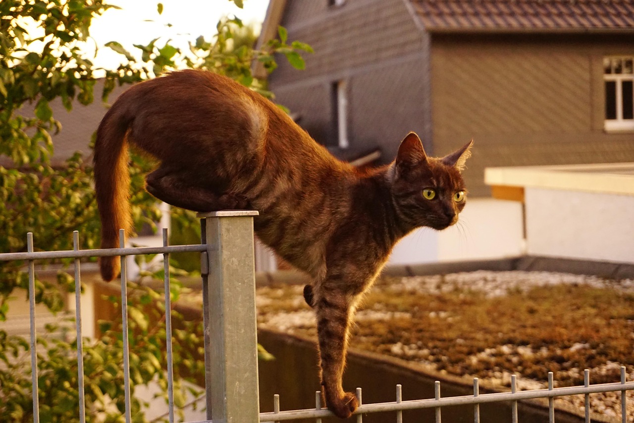 最新猫咪装备指南，打造舒适生活空间，让你的猫咪享受高品质生活体验