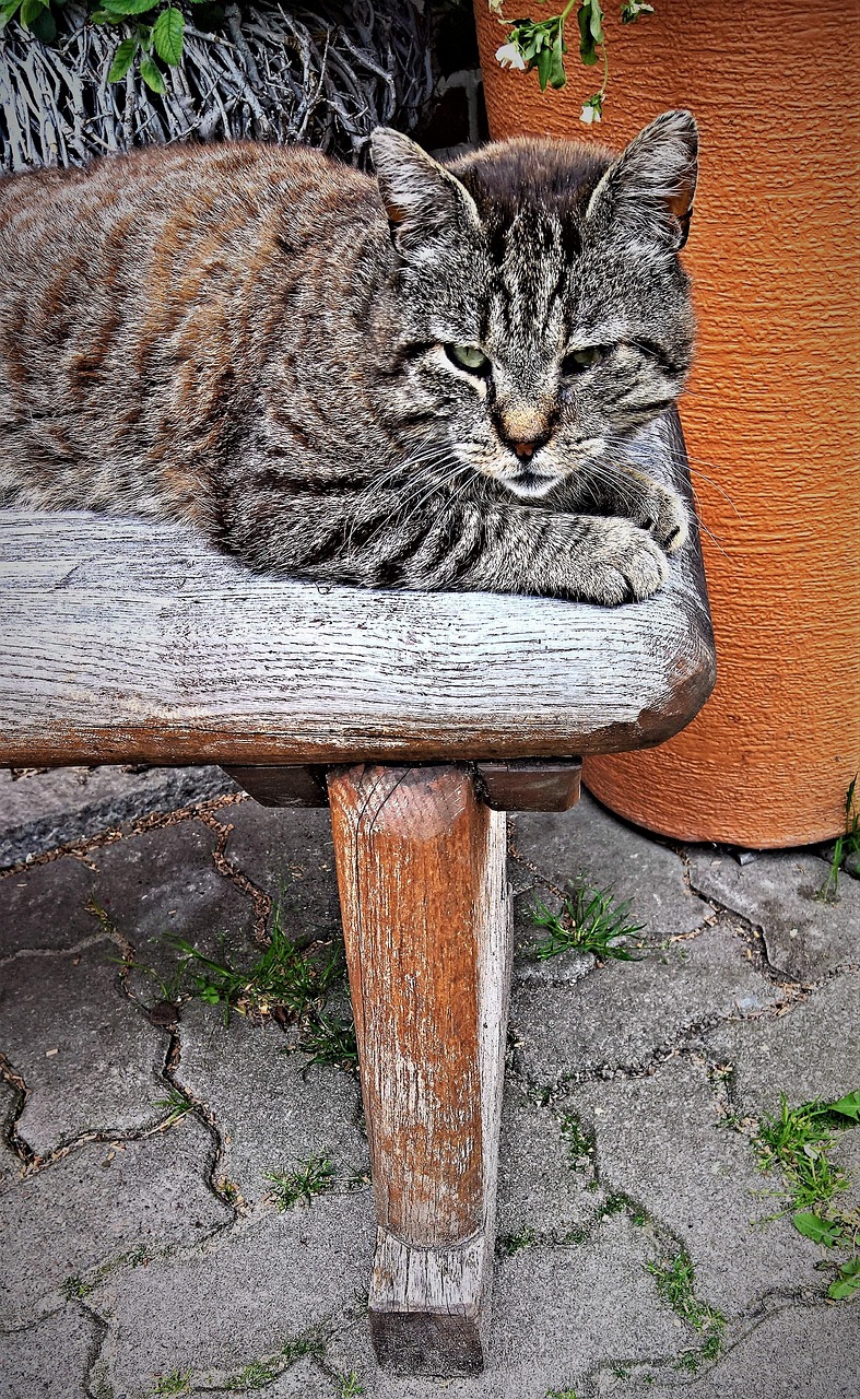 数字时代猫咪新玩法与创意产业革新，3D老猫新动态探索