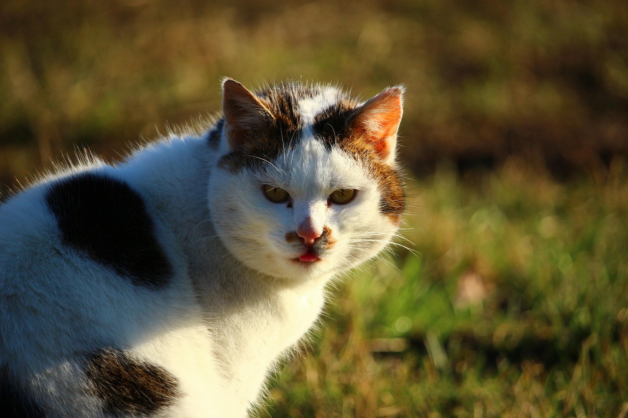 二次元猫咪萌态，动漫头像中的猫咪世界