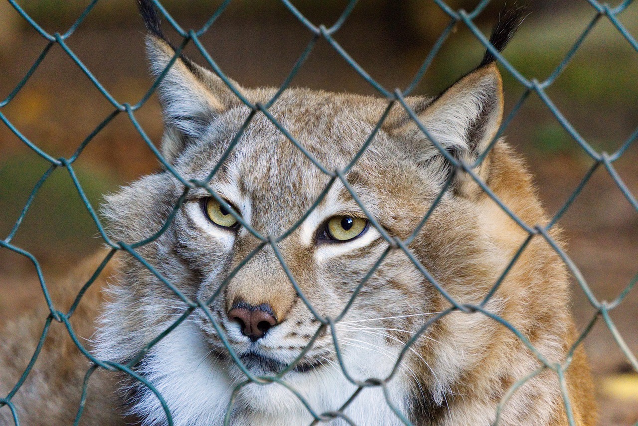 猫咪最新VIP破解版探索与解析指南