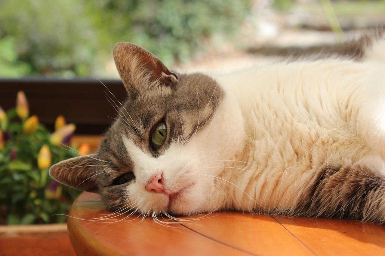 猫咪网页更新，探索猫奴们的新天地之旅