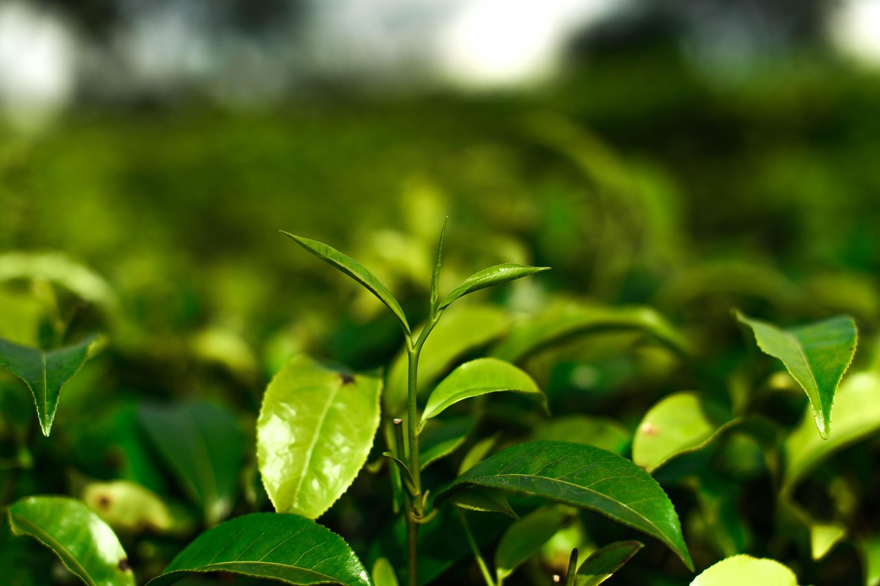 正山小种茶叶价格大全