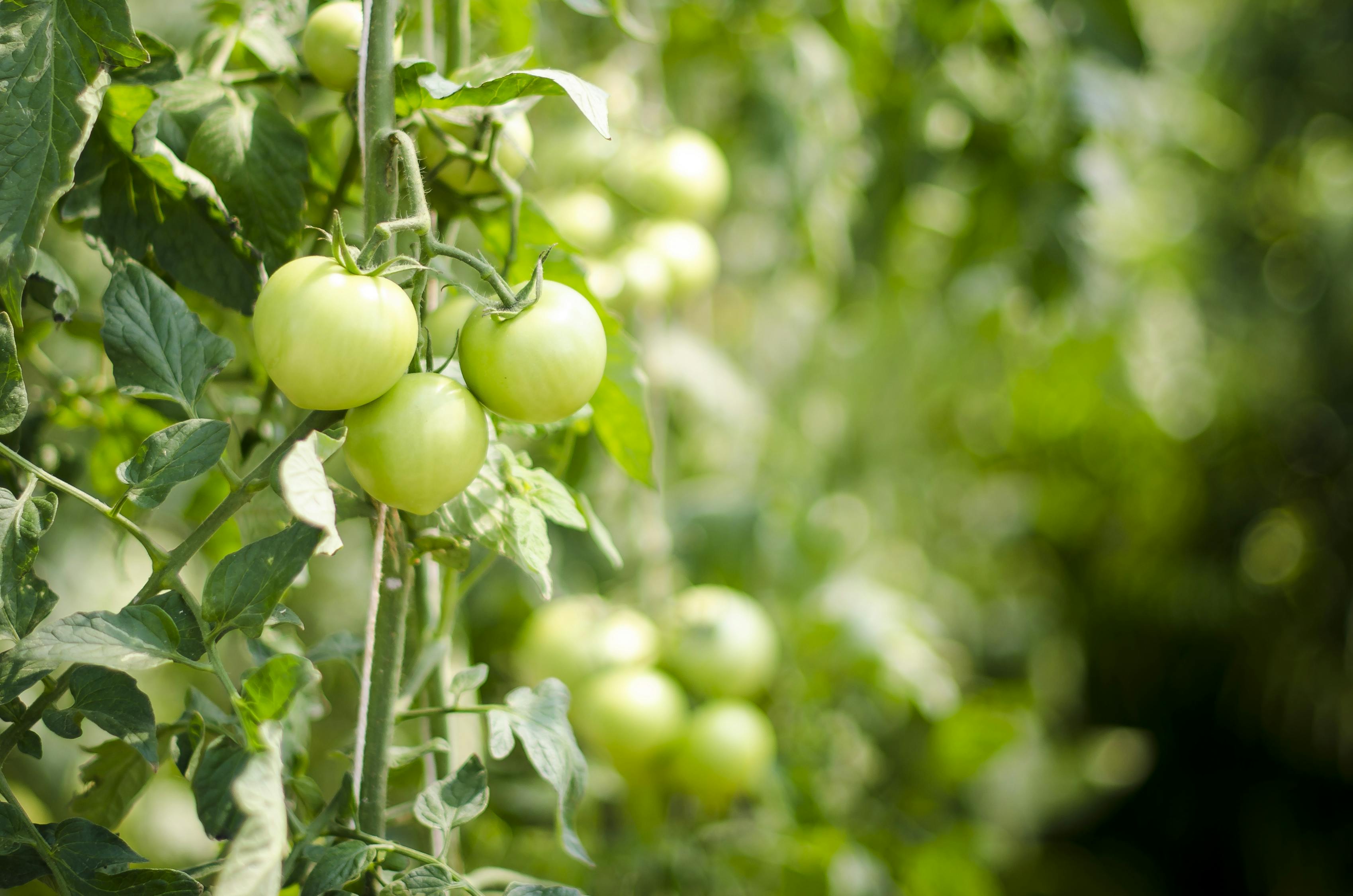 武汉蔬菜行情深度剖析与解析