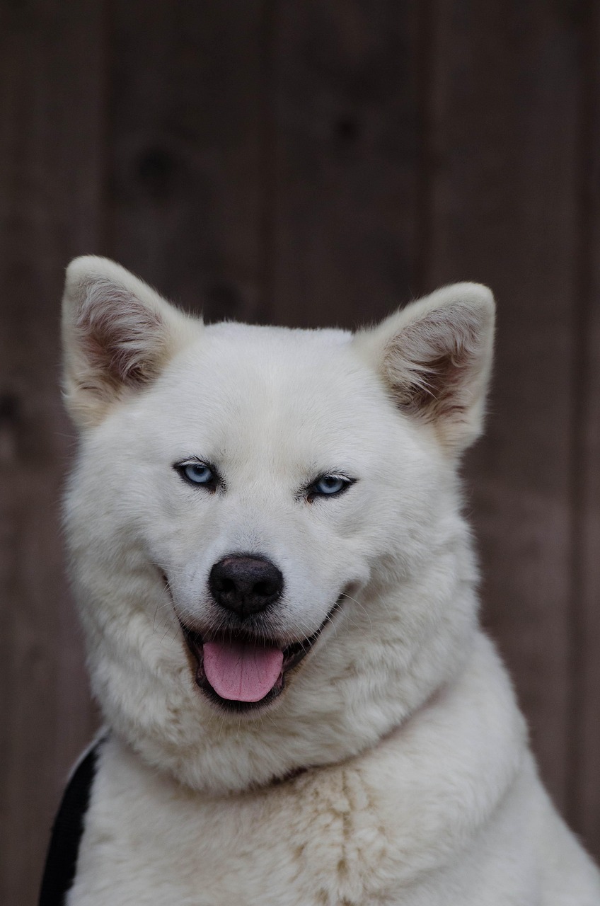 速度与敏捷的较量，阿拉伯猎犬追羚羊比赛激战瞬间