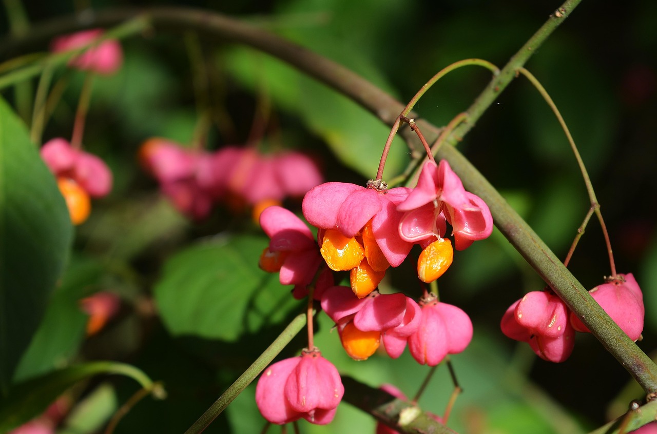 杜家杨梅的季节约定，探寻上市时间与季节的奥秘