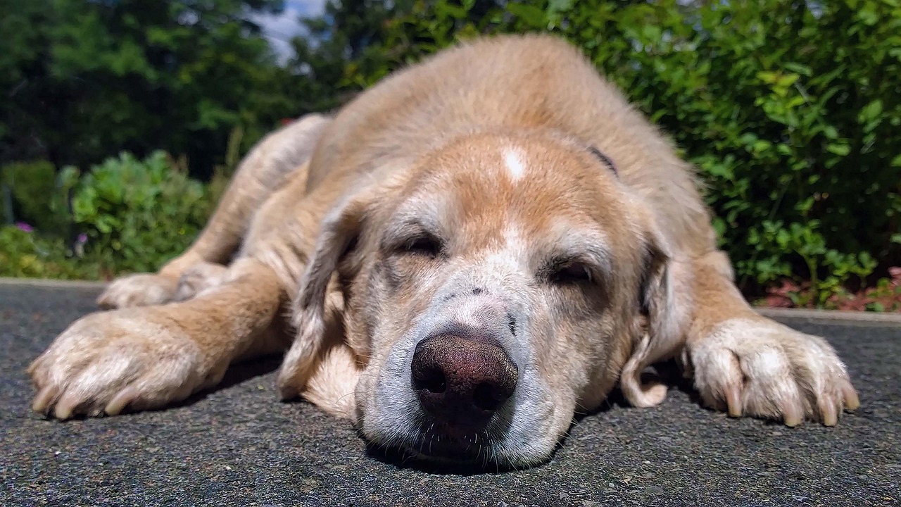 拉布拉多犬价格表及其影响因素详解