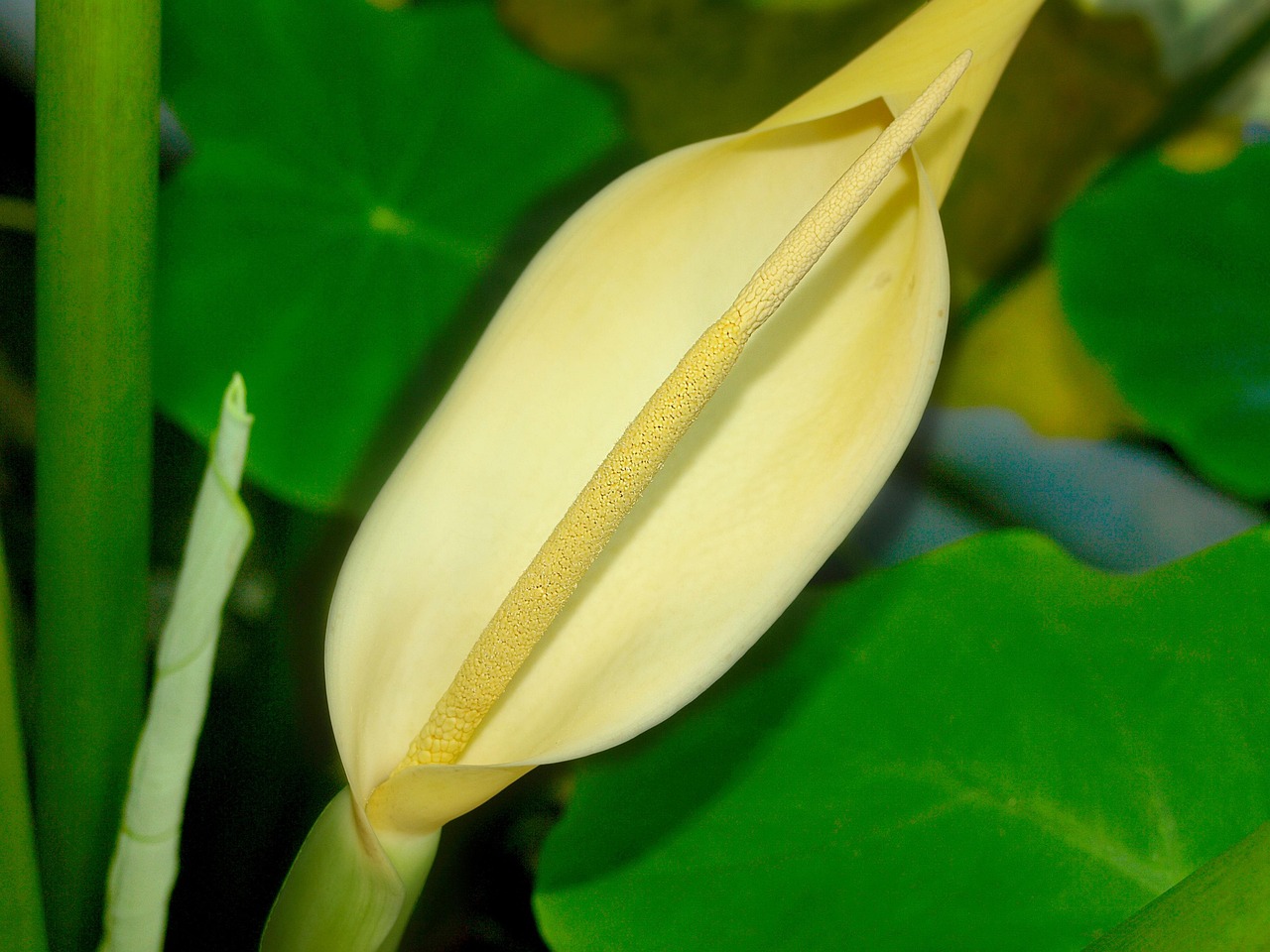 最新何首乌谜题揭秘，探索神秘植物背后的奥秘
