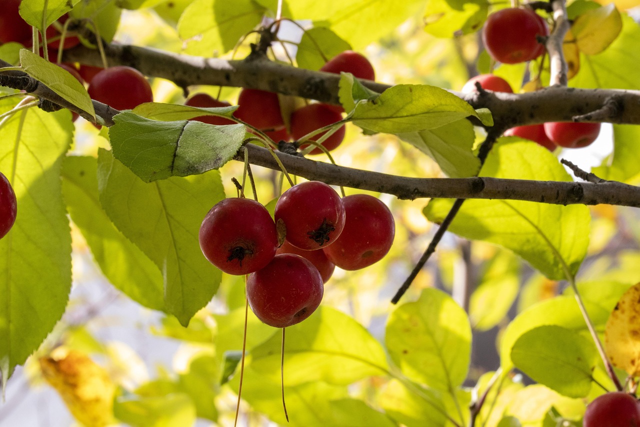 力帆X80最新动态报道速递