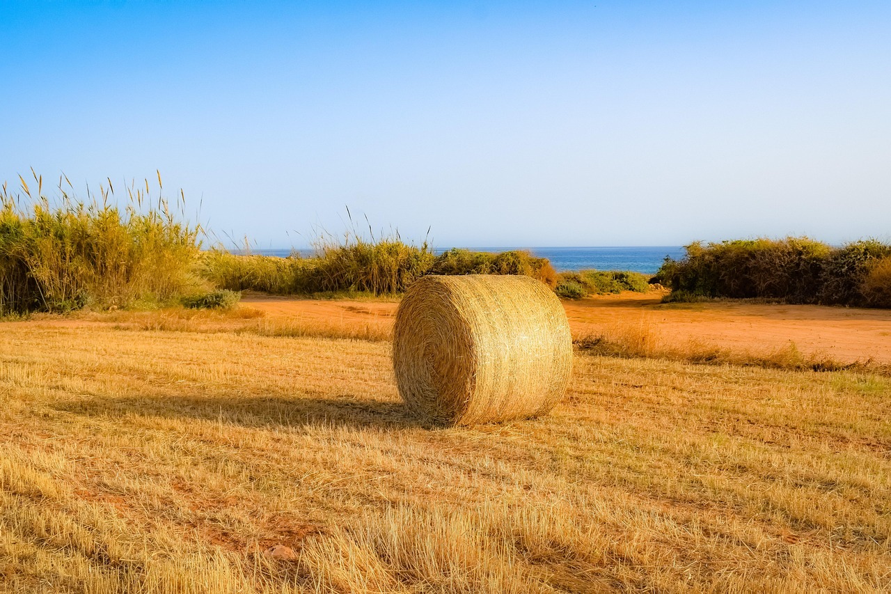 国内小麦行情深度剖析与解析