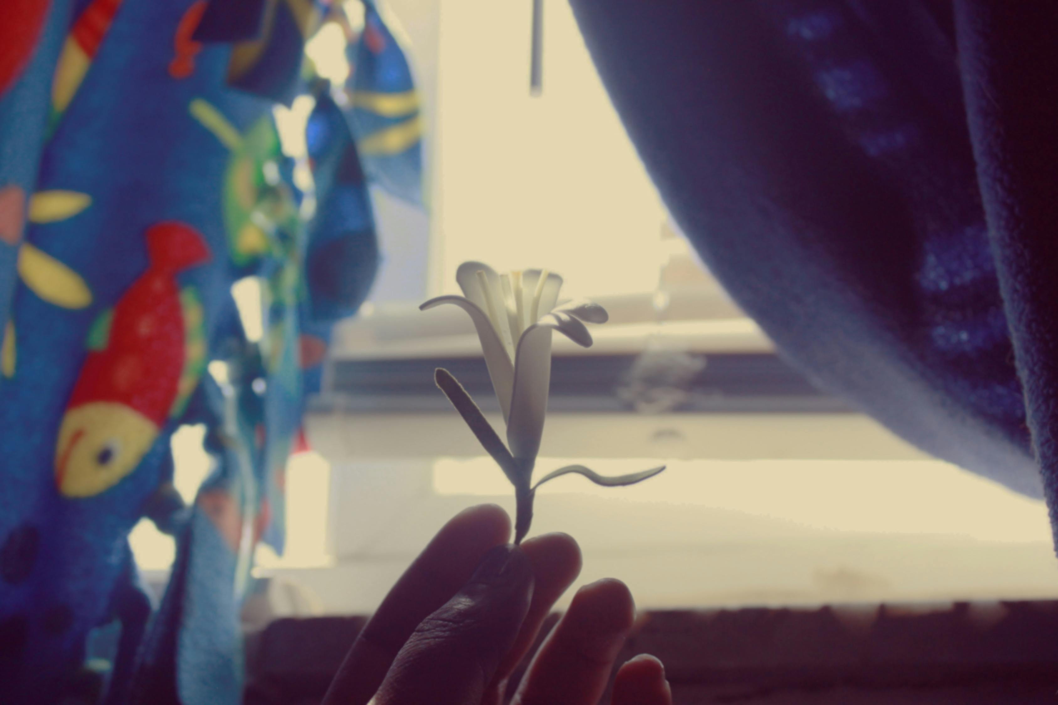 蔷薇电视剧,绽放的艺术之花之美妙篇章