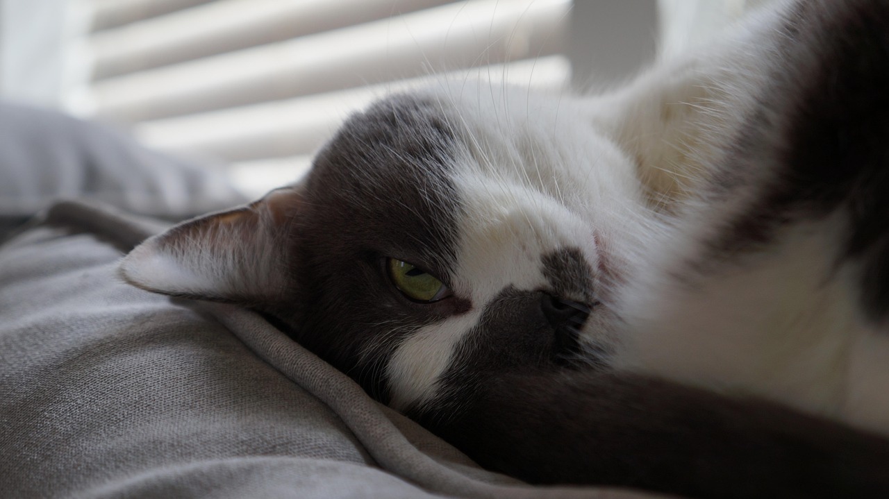 猫咪大战争最新版下载攻略与体验分享,从下载到战斗的乐趣之旅