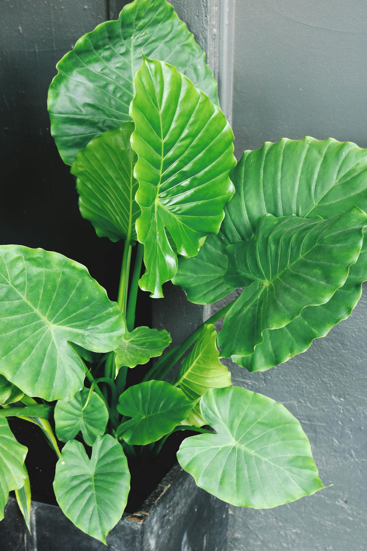 露台菜园新风尚，绿色生活的新选择