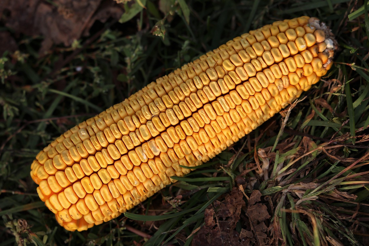 全面解析，岫玉价值与价格因素，一斤岫玉究竟多少钱？