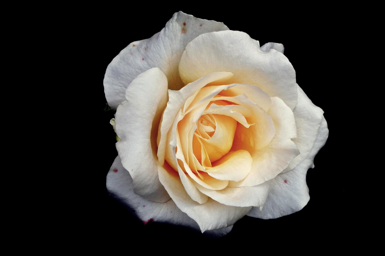 玫瑰花茶价格分析及市场影响因素探讨