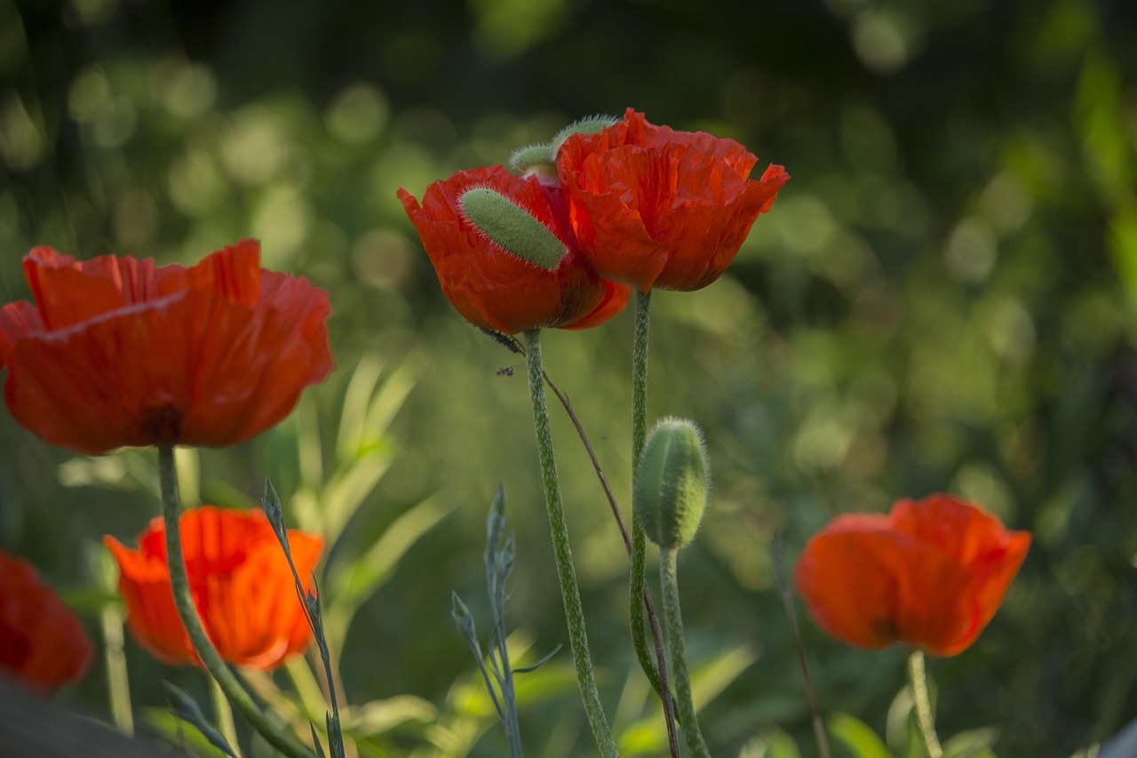 泸州翡翠城最新动态,揭开璀璨未来之门