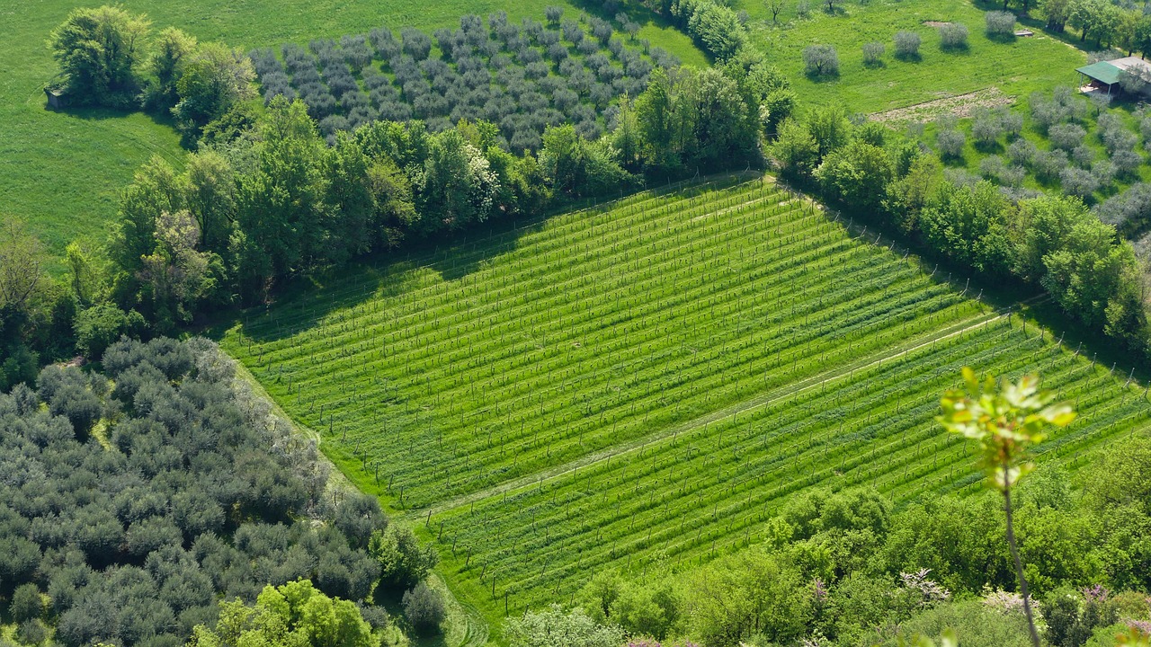 农博士行动最新篇章引领农业现代化,助力乡村振兴新篇章开启!