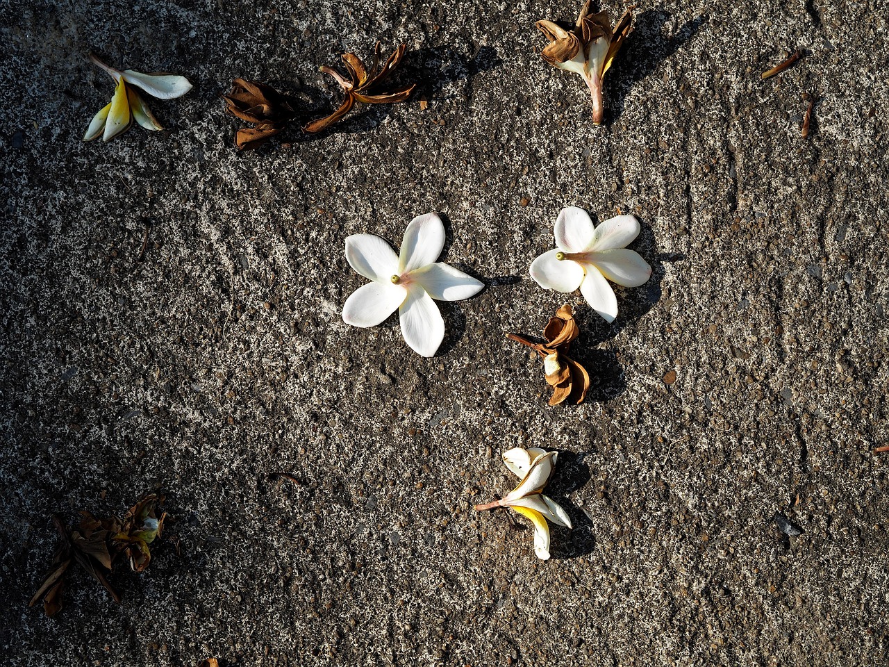 德兴肺炎最新动态更新,最新消息汇总