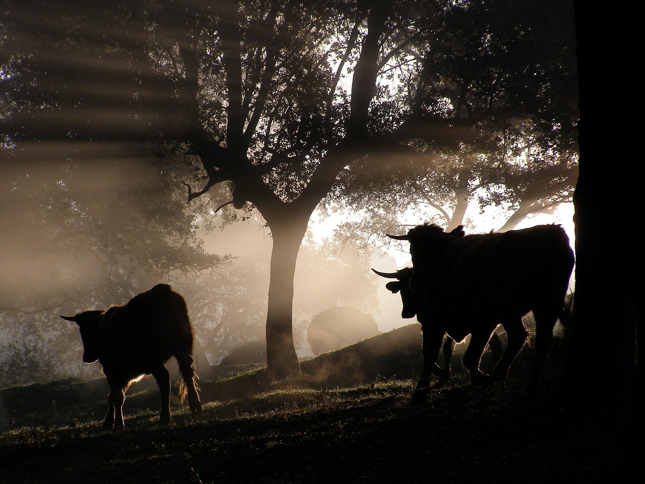 奉节最新新闻动态与发展趋势探索