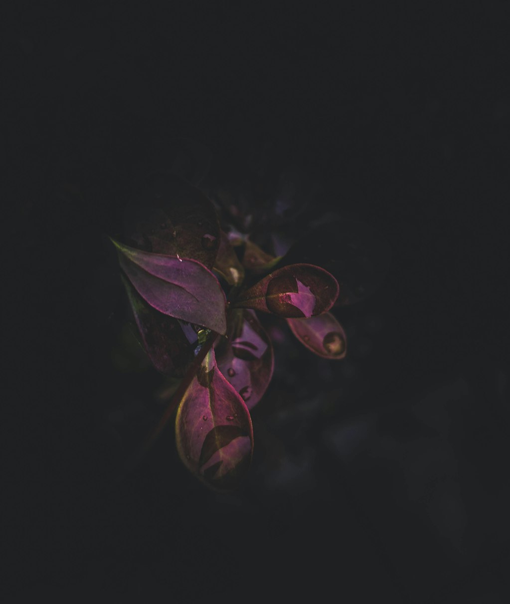 动漫扣扣头像,创意无限的融合艺术