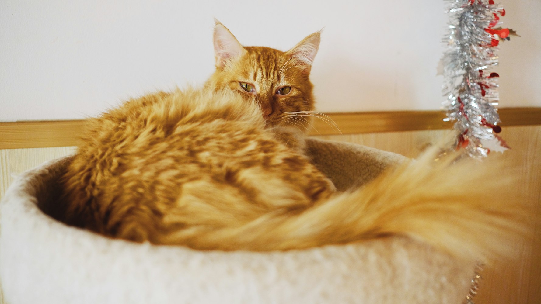 一毛纸币价格的历史变迁与当前市场动态分析