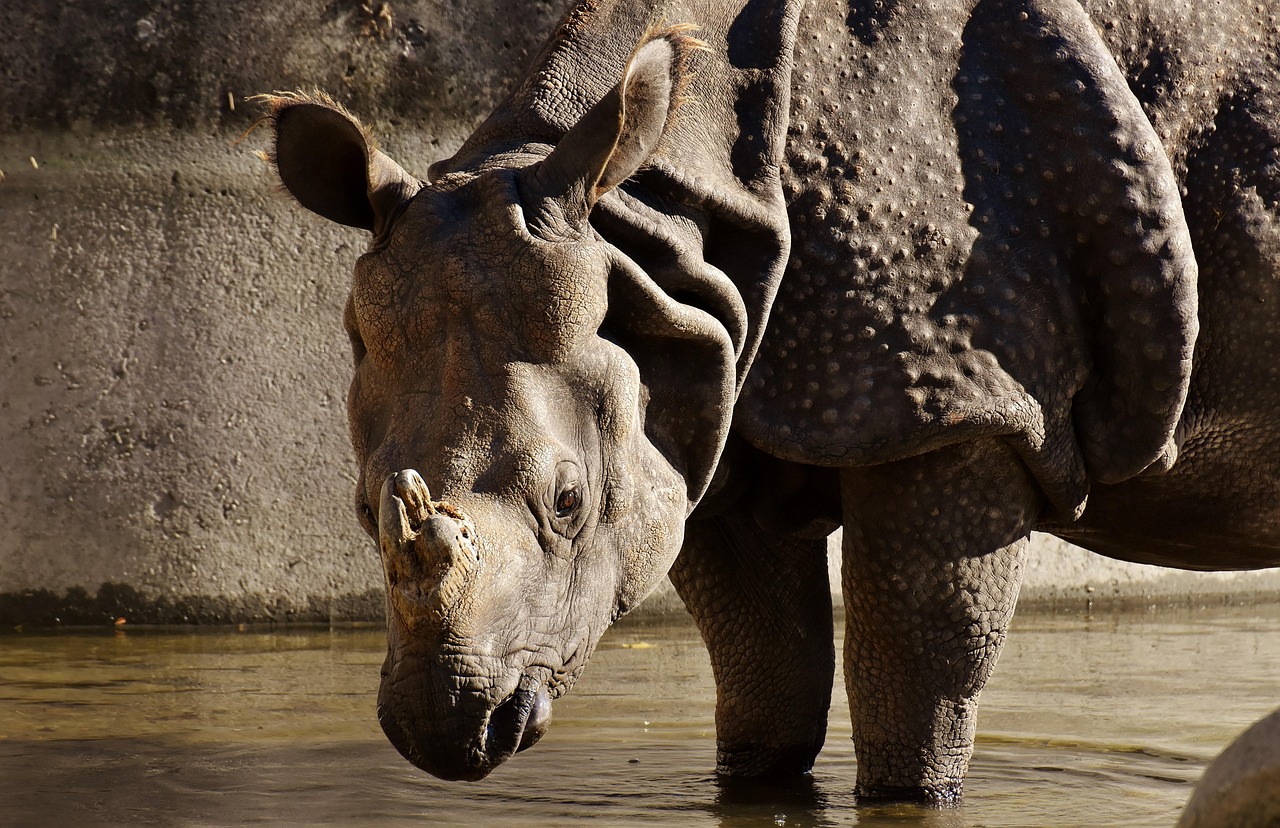 探索未知生物奥秘,最新动物世界揭秘