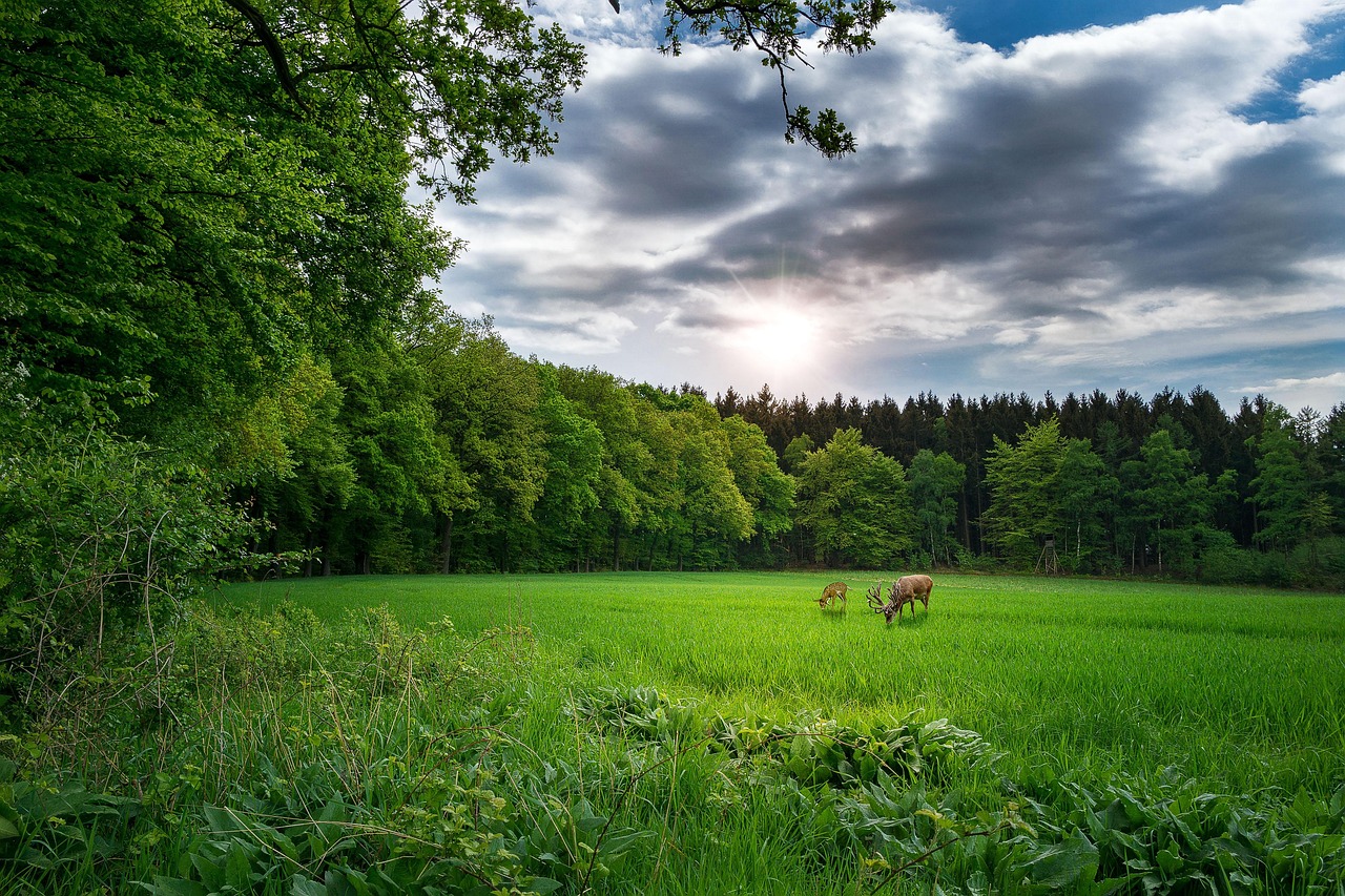 最新福厦客专惠安征地动态,深度解析与进展报告