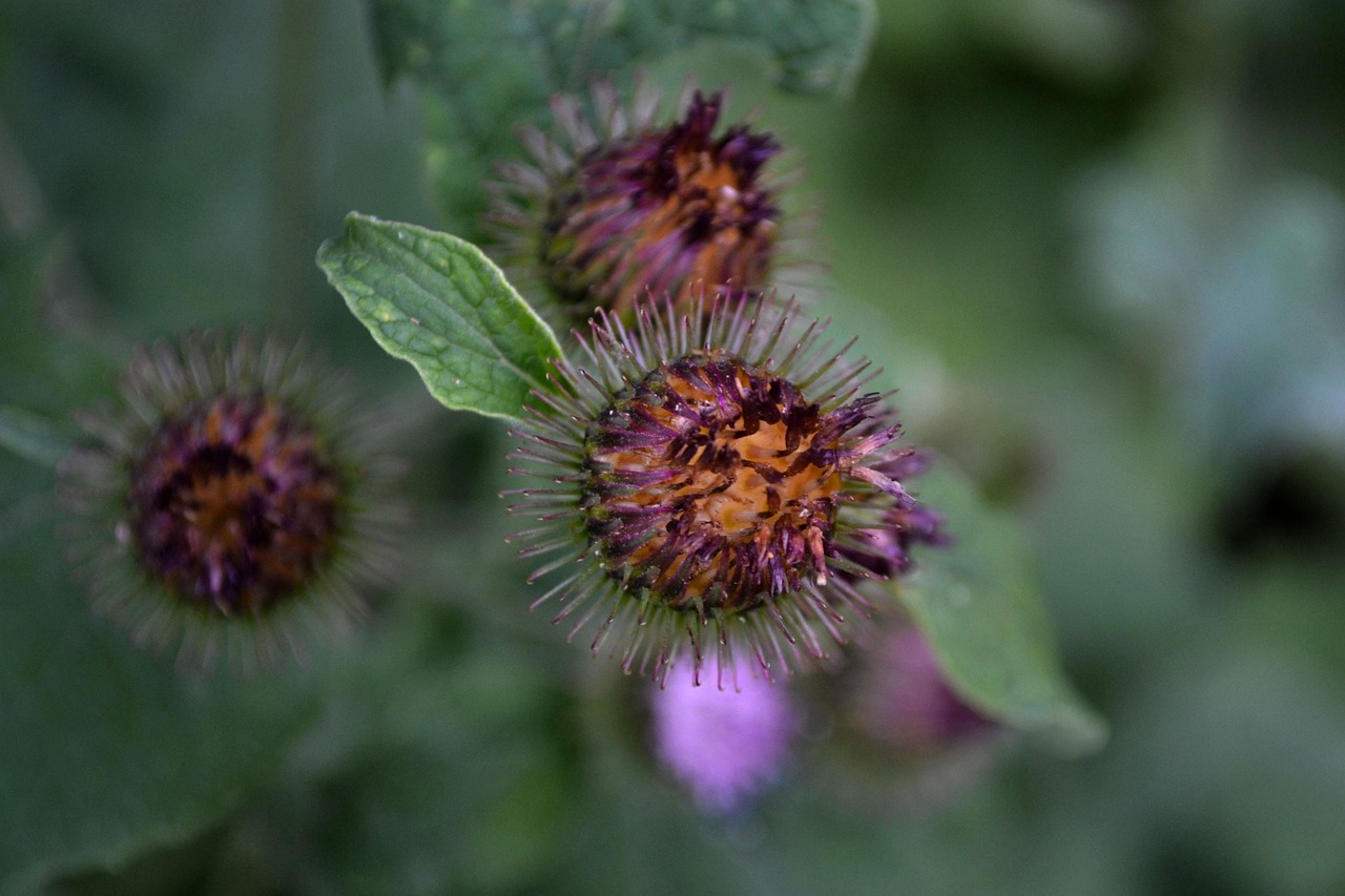 广安区广罗乡最新动态概览